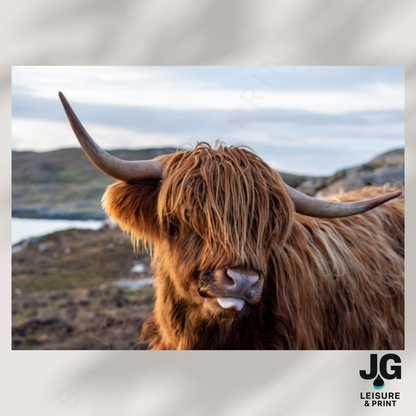 Highland Cow Poster Unframed