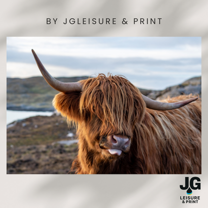Highland Cow Poster Unframed